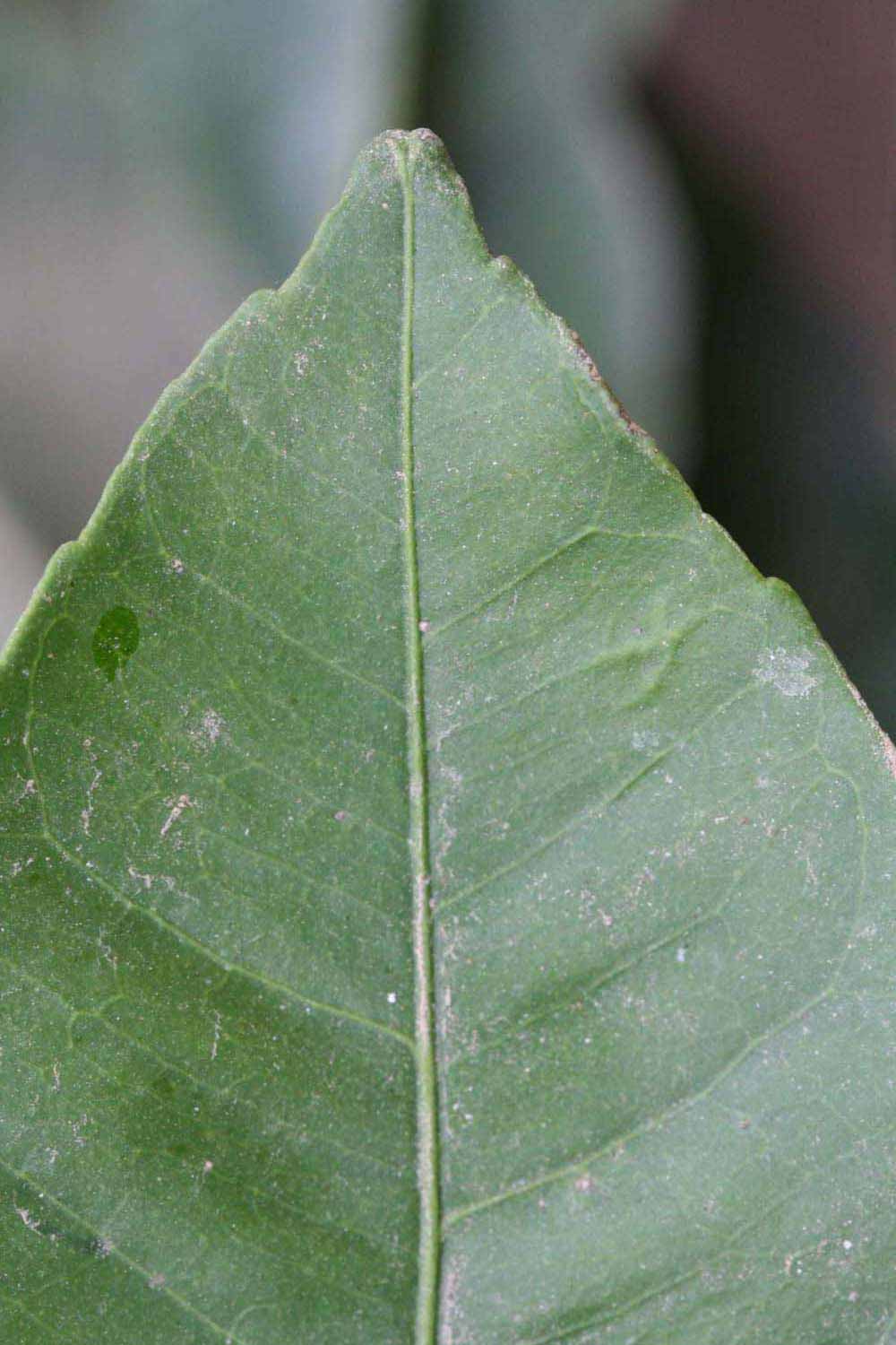              Margin (Riverside, CA)       